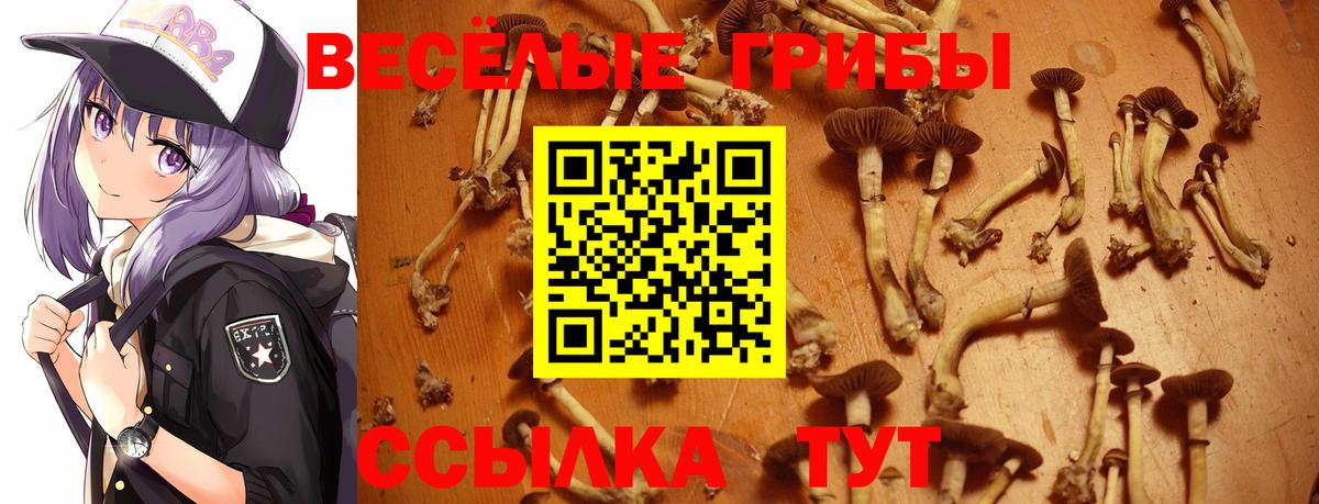 Псилоцибиновые грибы мицелий  Вход с VPN  Реж  Псилоцибиновые грибы Psilocybine cubensis 
